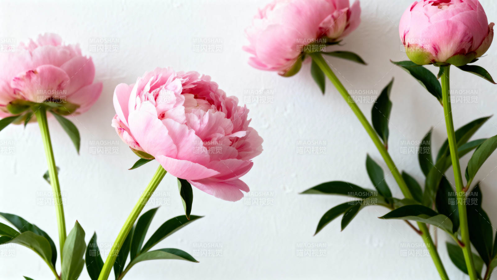 粉嫩牡丹绽放图片