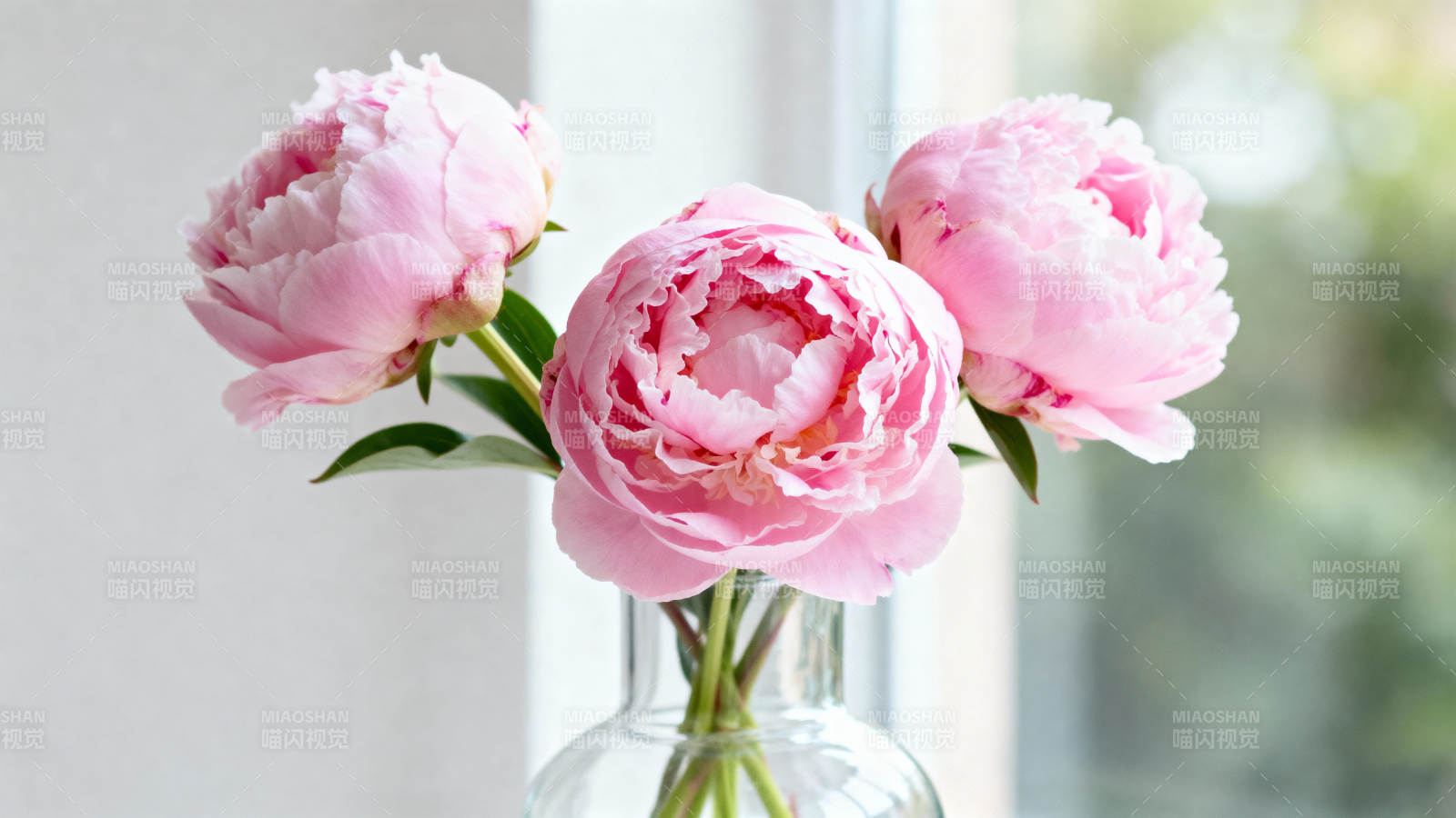 粉嫩牡丹静谧绽放图片