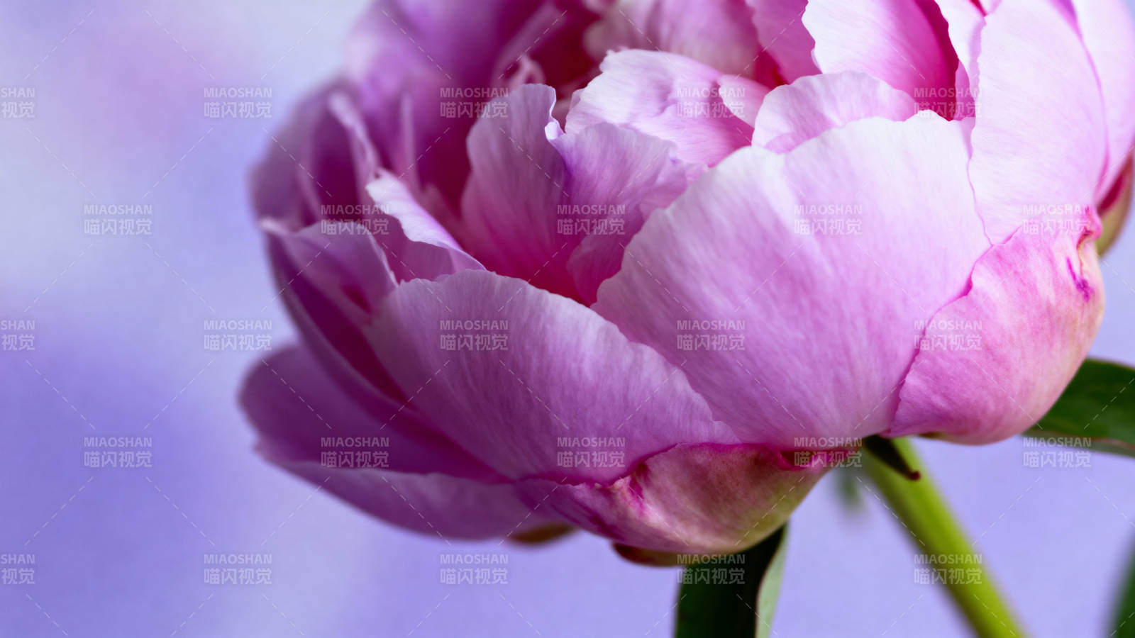 粉嫩牡丹绽放图片