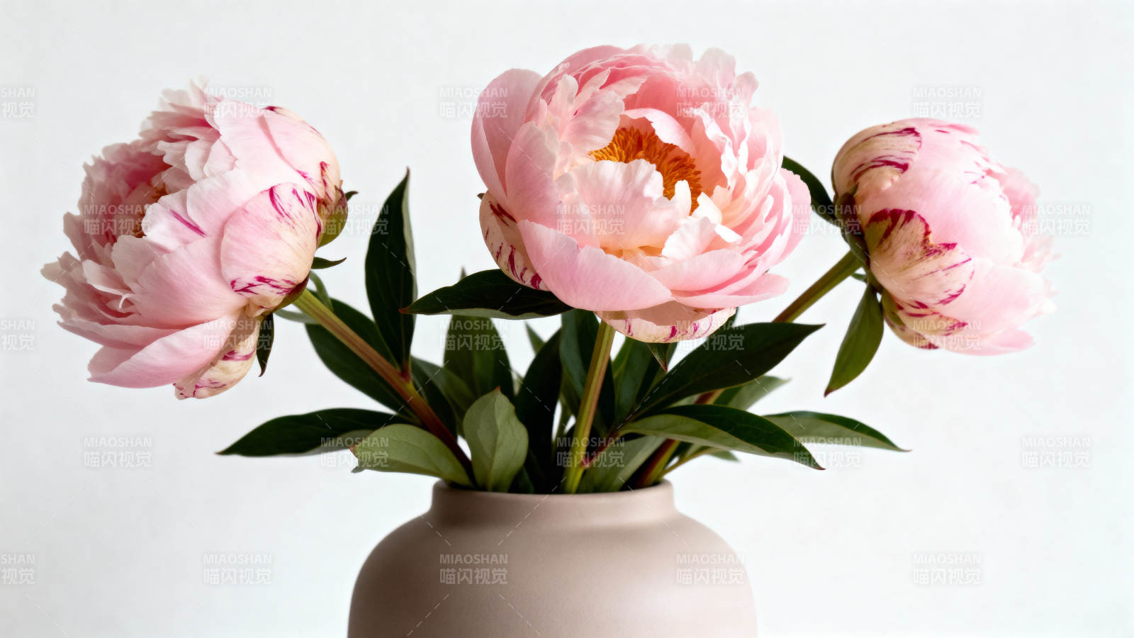 粉红牡丹绽放图片