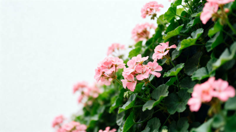 粉花绿叶墙边景图片