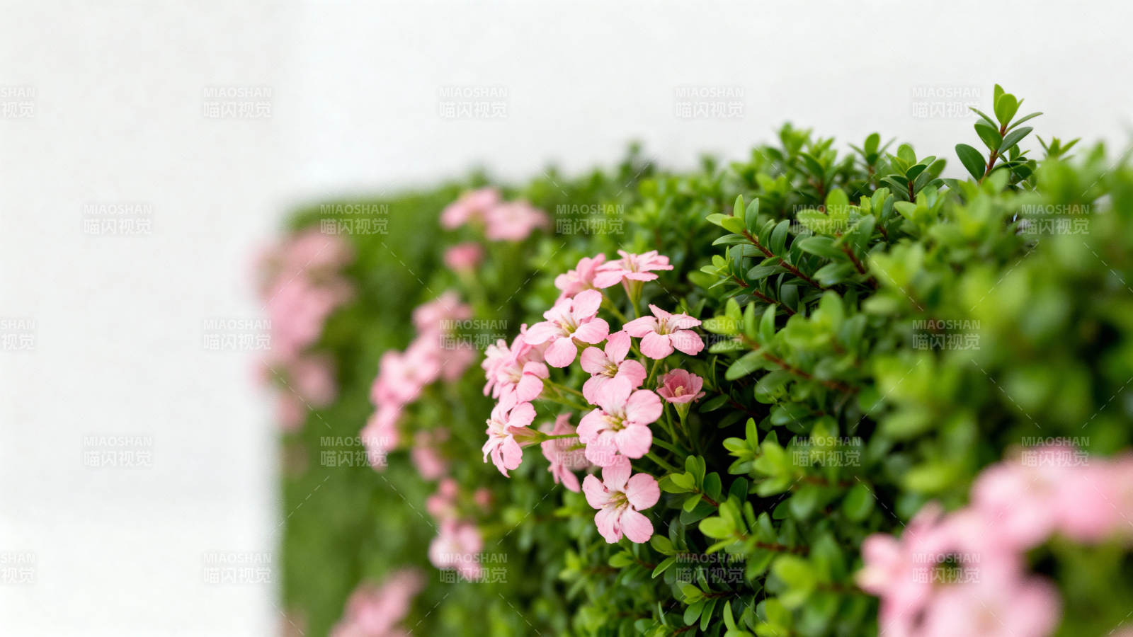 粉花绿叶墙图片