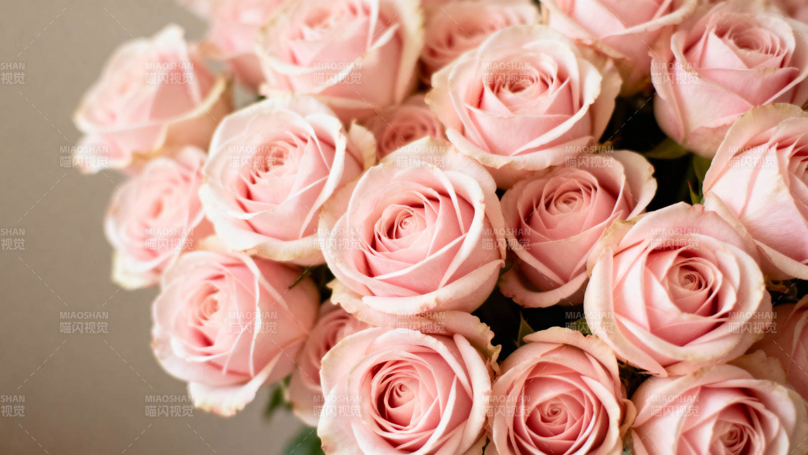 粉玫瑰花束图片