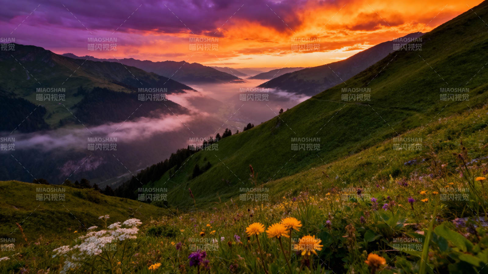 山间花海日出图片