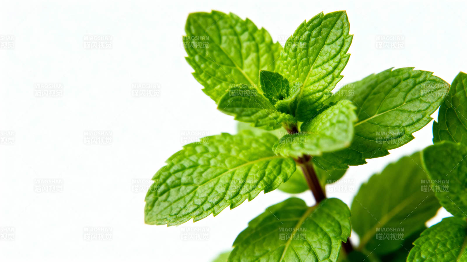 新鲜薄荷叶特写图片