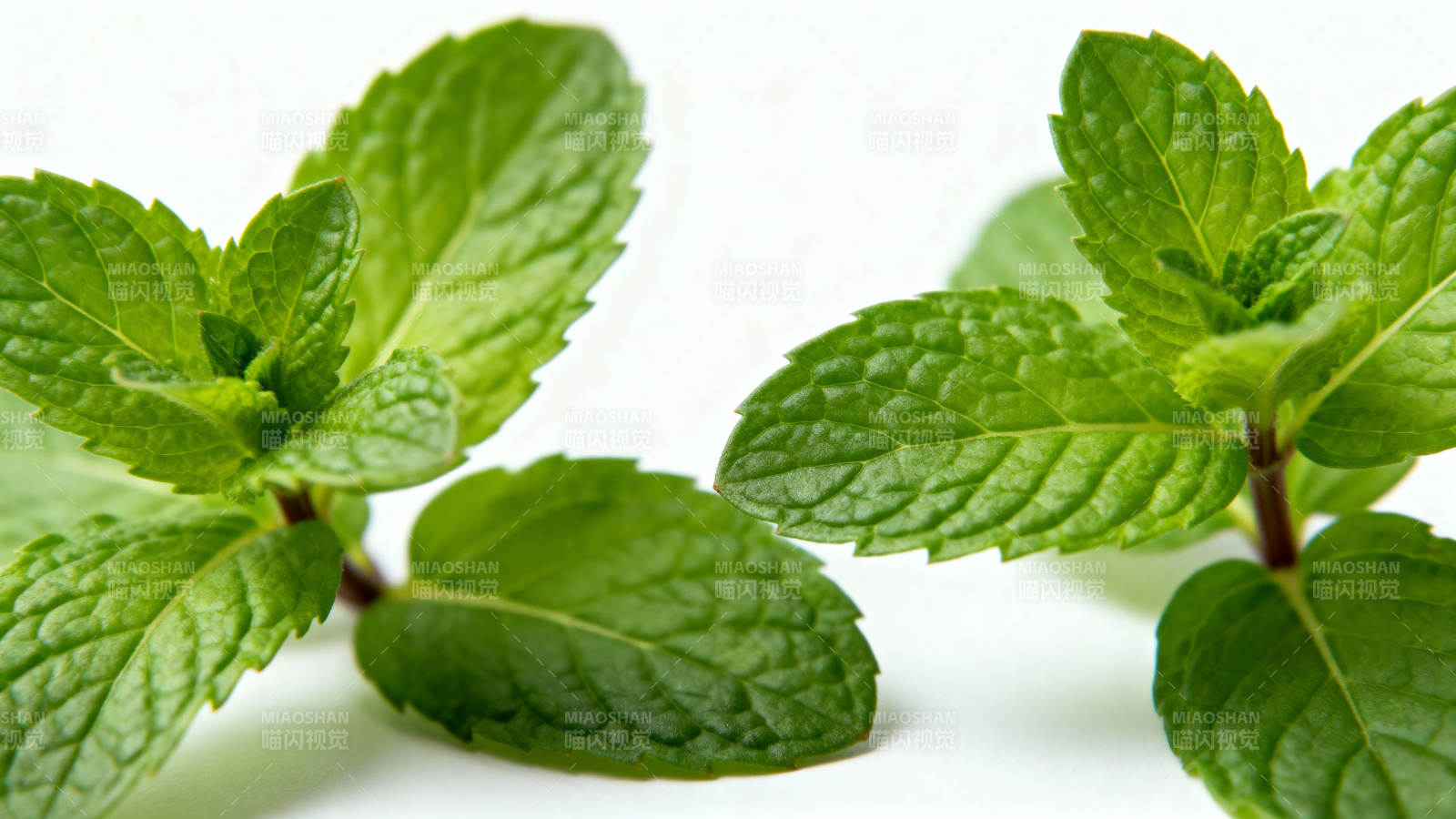 新鲜薄荷叶特写图片