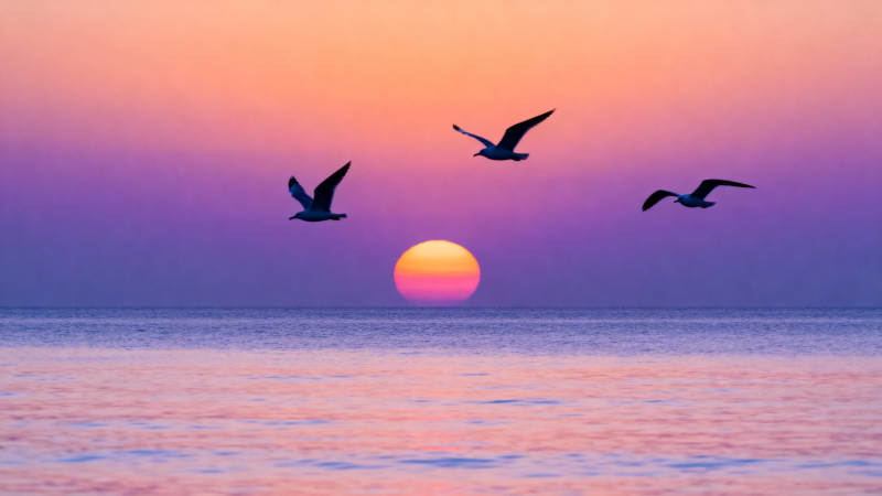 夕阳海鸟飞翔图片