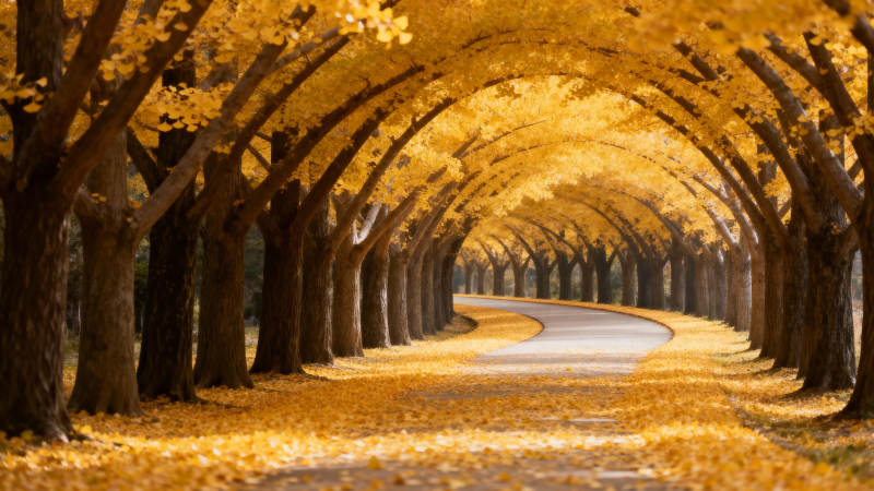 秋日林荫道图片