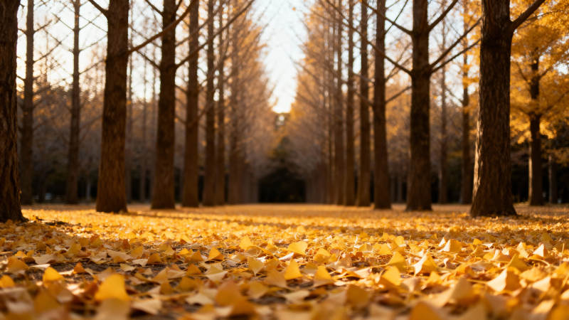 秋日林间落叶纷飞图片