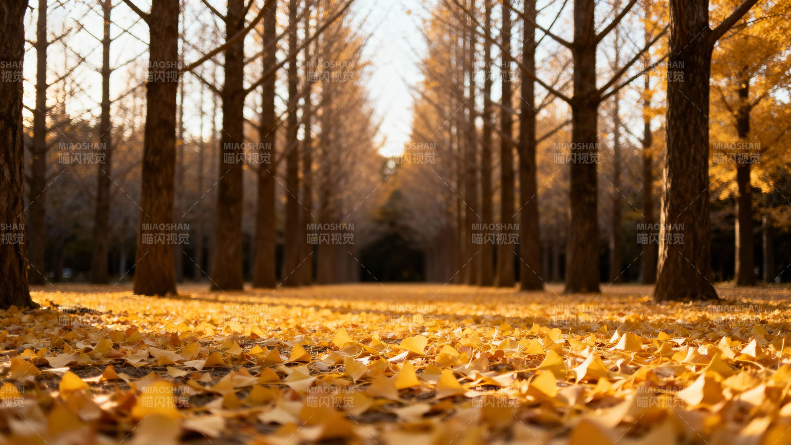 秋日林间落叶纷飞图片