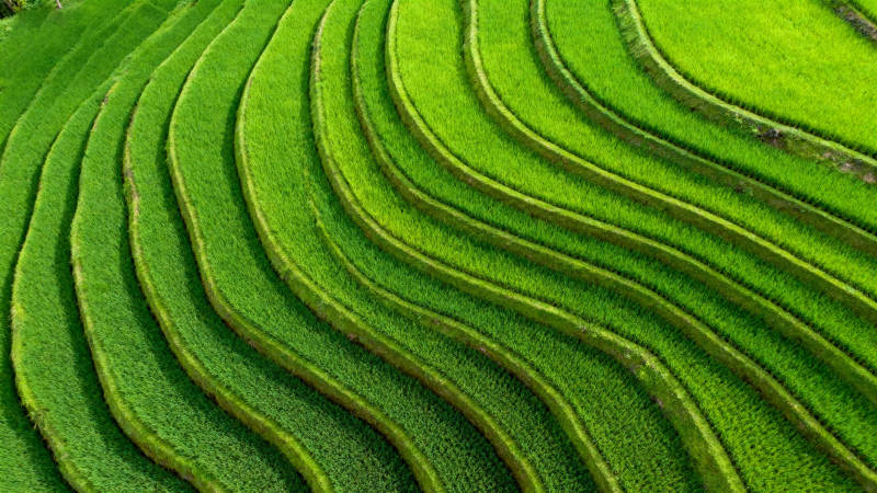 梯田绿浪图片
