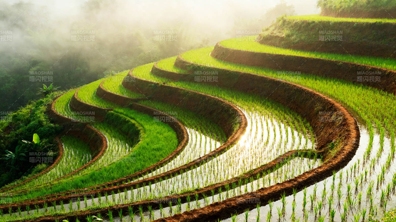 梯田晨雾美景图片