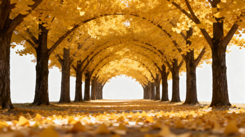 金秋树隧道图片