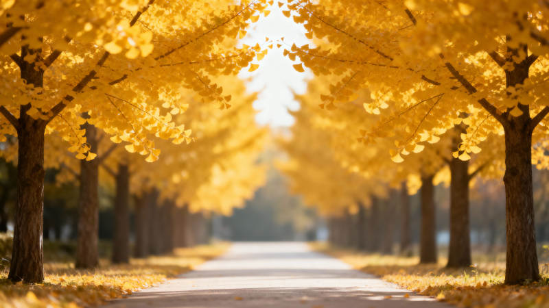 金秋林荫道图片