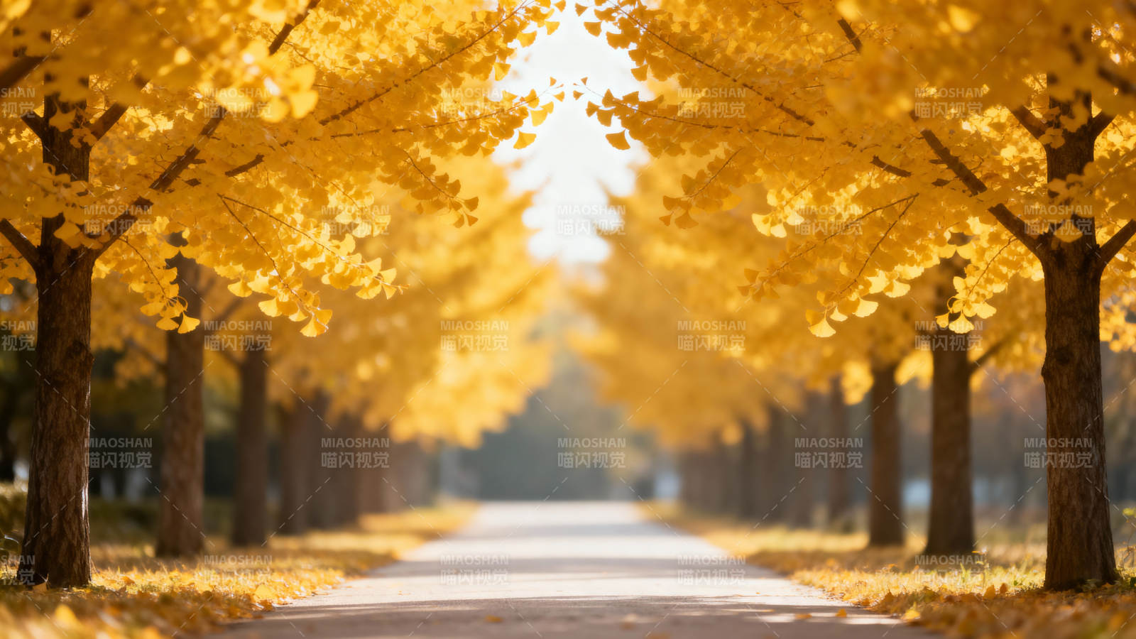 金秋林荫道图片