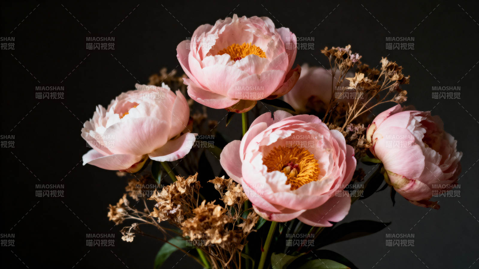 粉嫩芍药静谧绽放图片