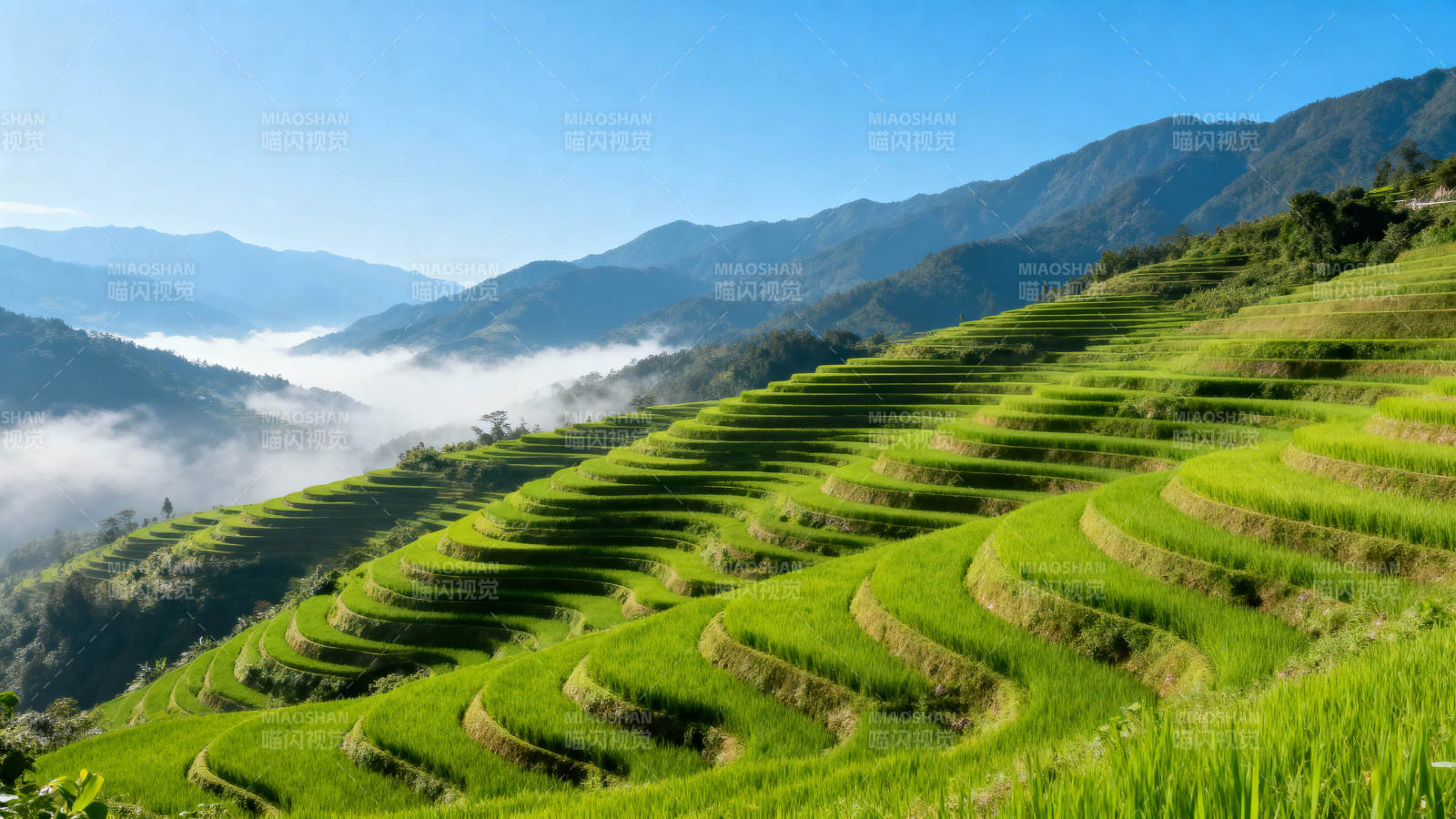 梯田云海风光图片