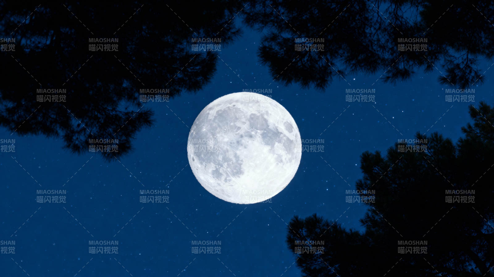 夜空明月照林梢图片