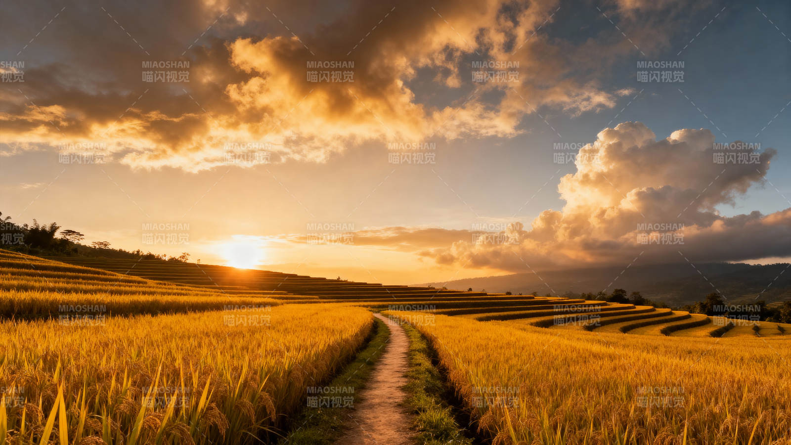 金色稻田日落美景图片