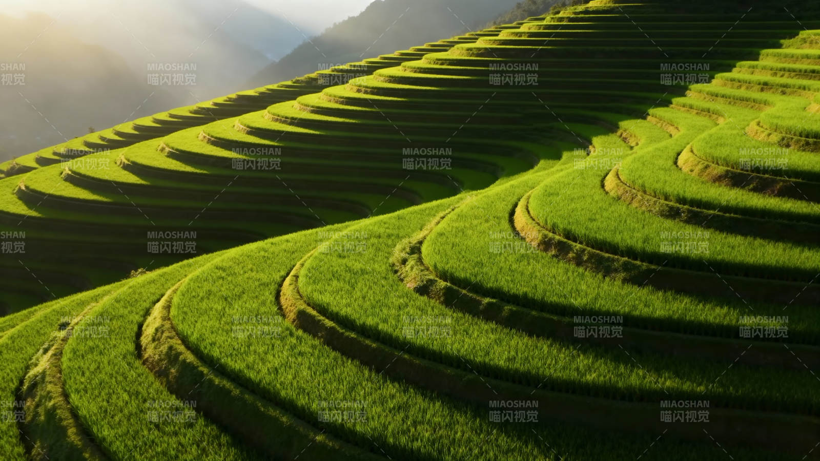 梯田晨光图片