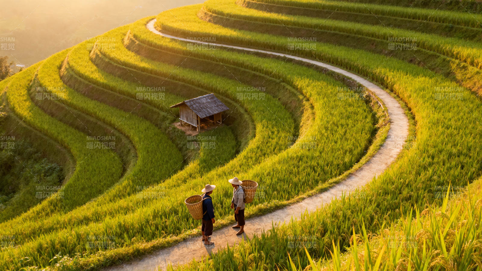 梯田晨光行图片