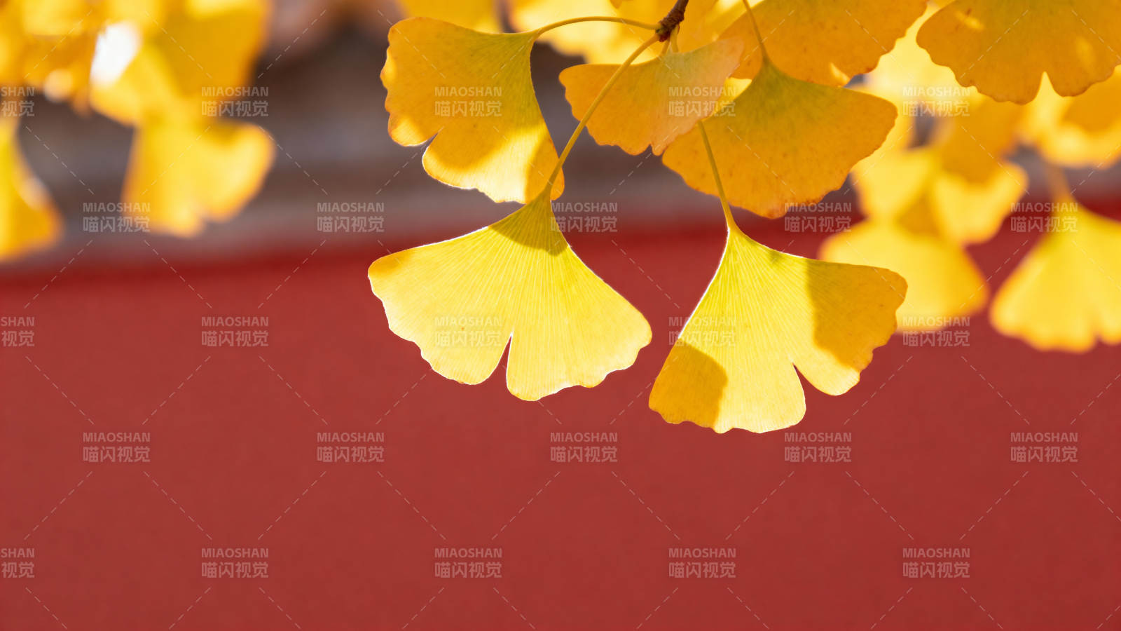 银杏叶黄秋意浓图片