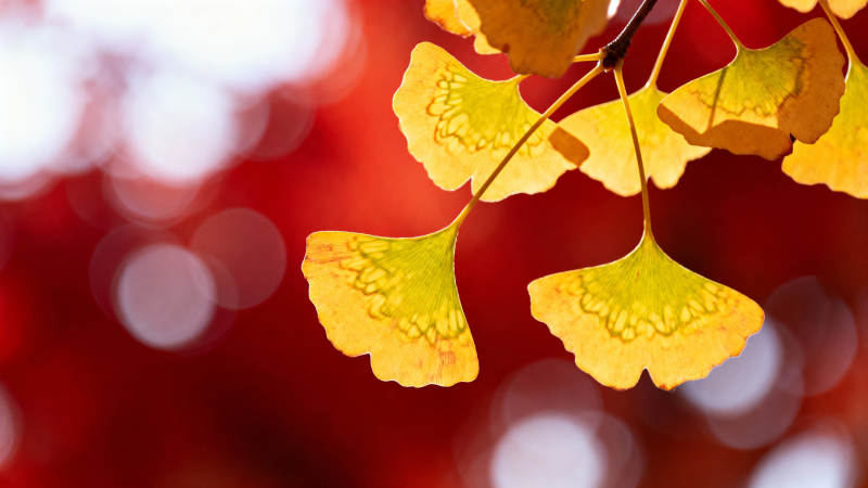 秋叶金黄 光影斑驳图片