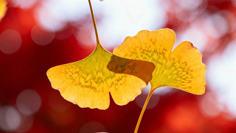 秋叶金黄 光影斑驳图片