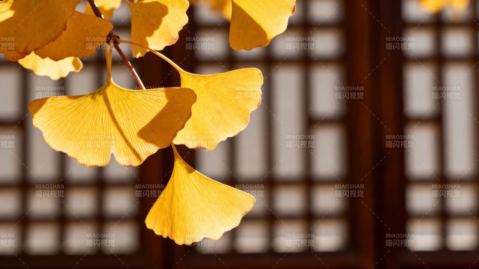 银杏叶映格窗图片
