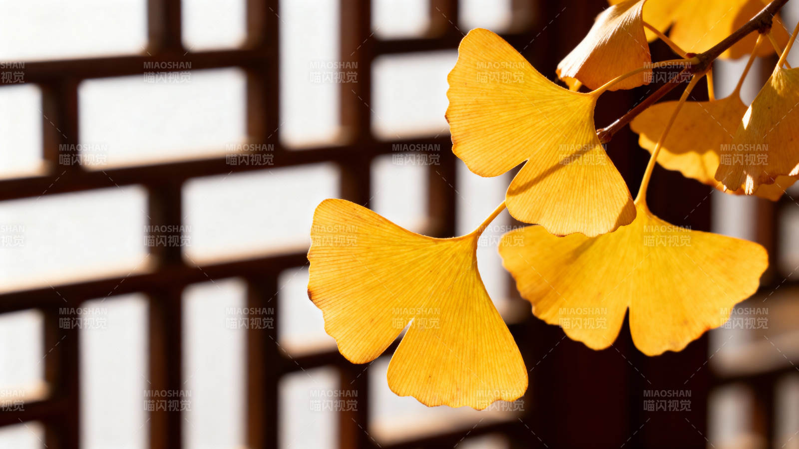 秋叶映格窗图片