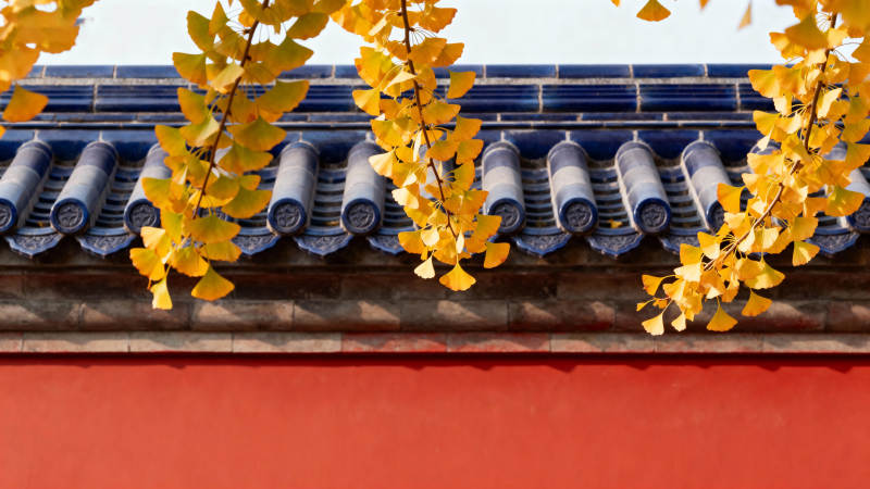 秋叶映古檐图片