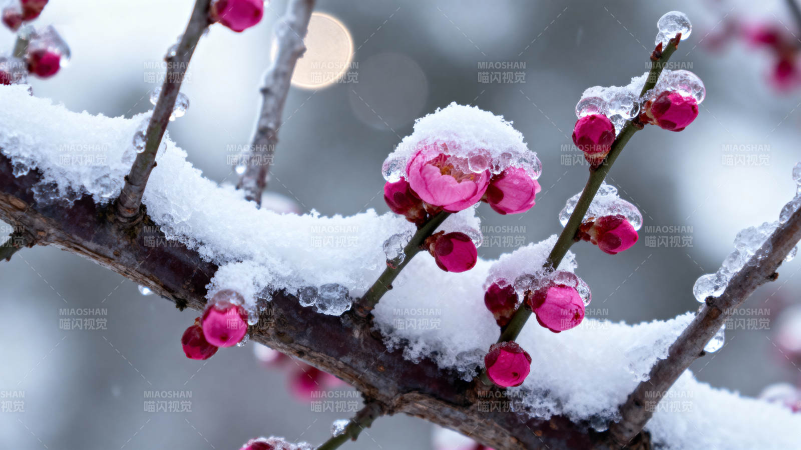 雪中梅花绽放图片