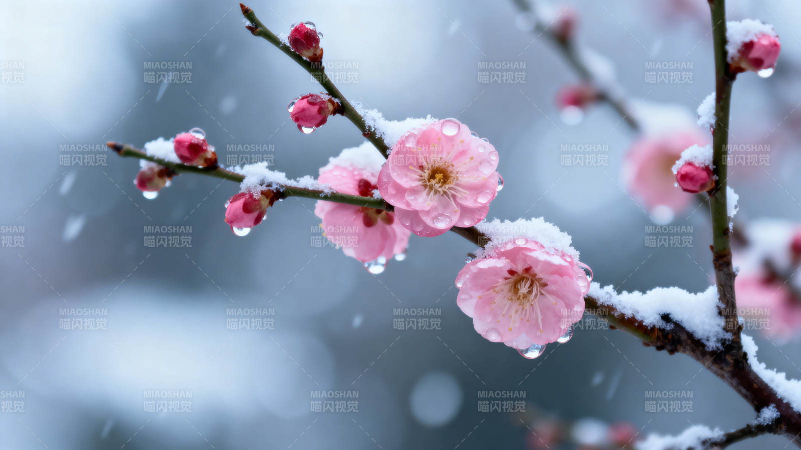 雪中梅花绽放图片