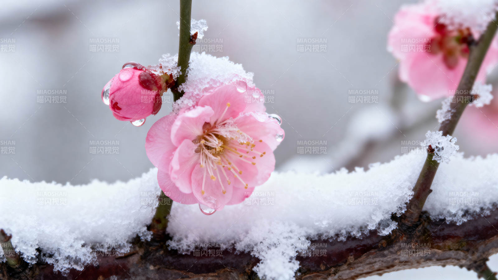 雪中梅花绽放图片