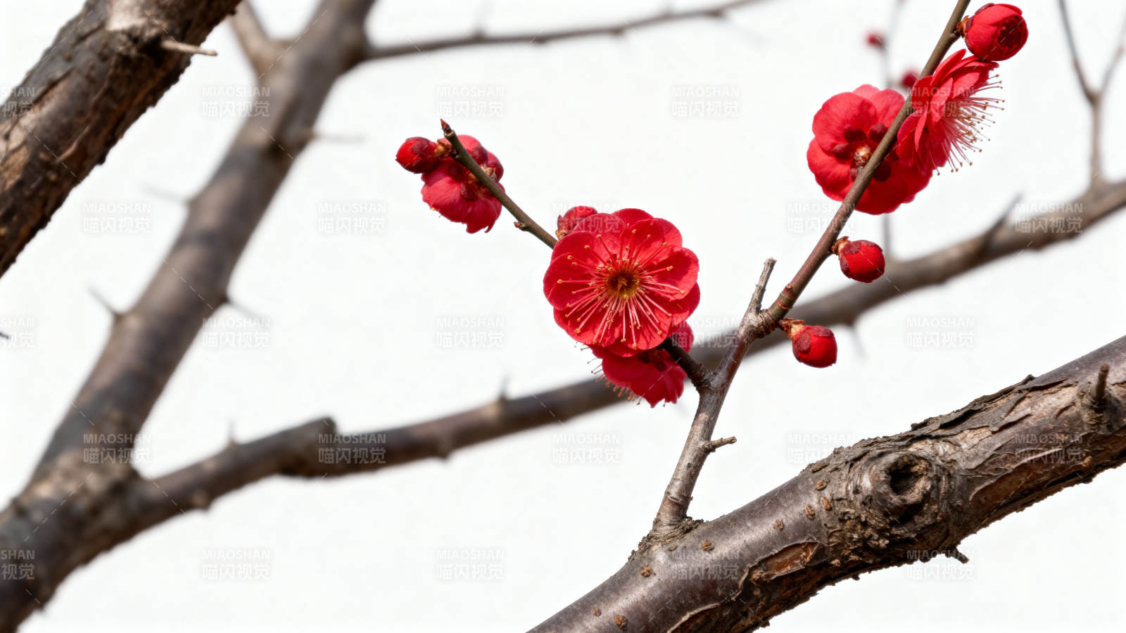红梅绽放枝头图片