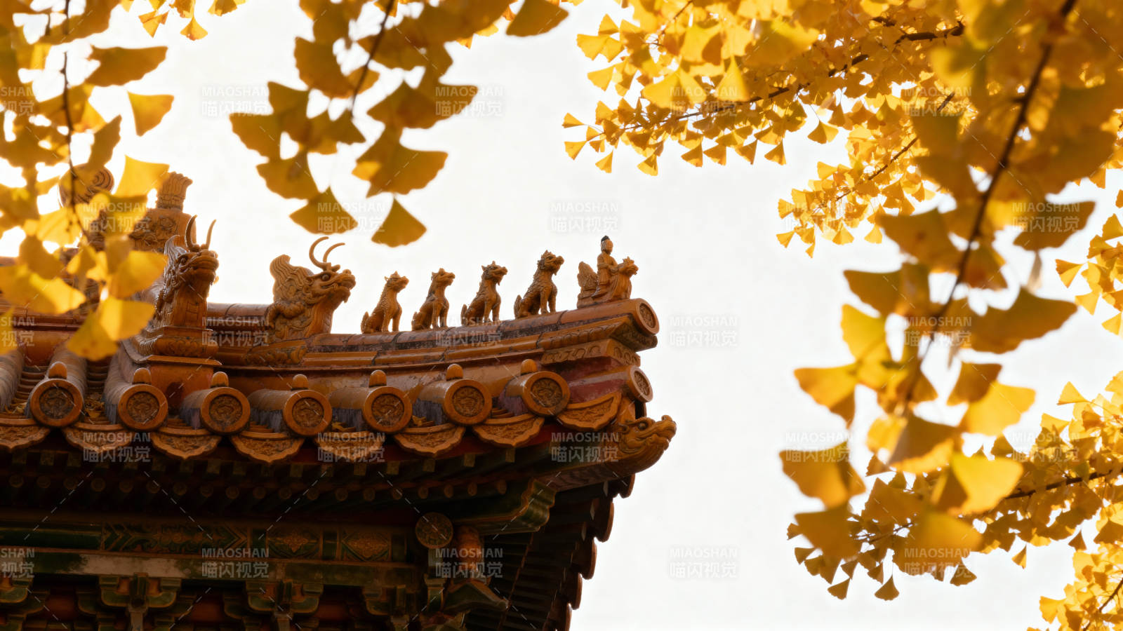 秋叶映古檐图片