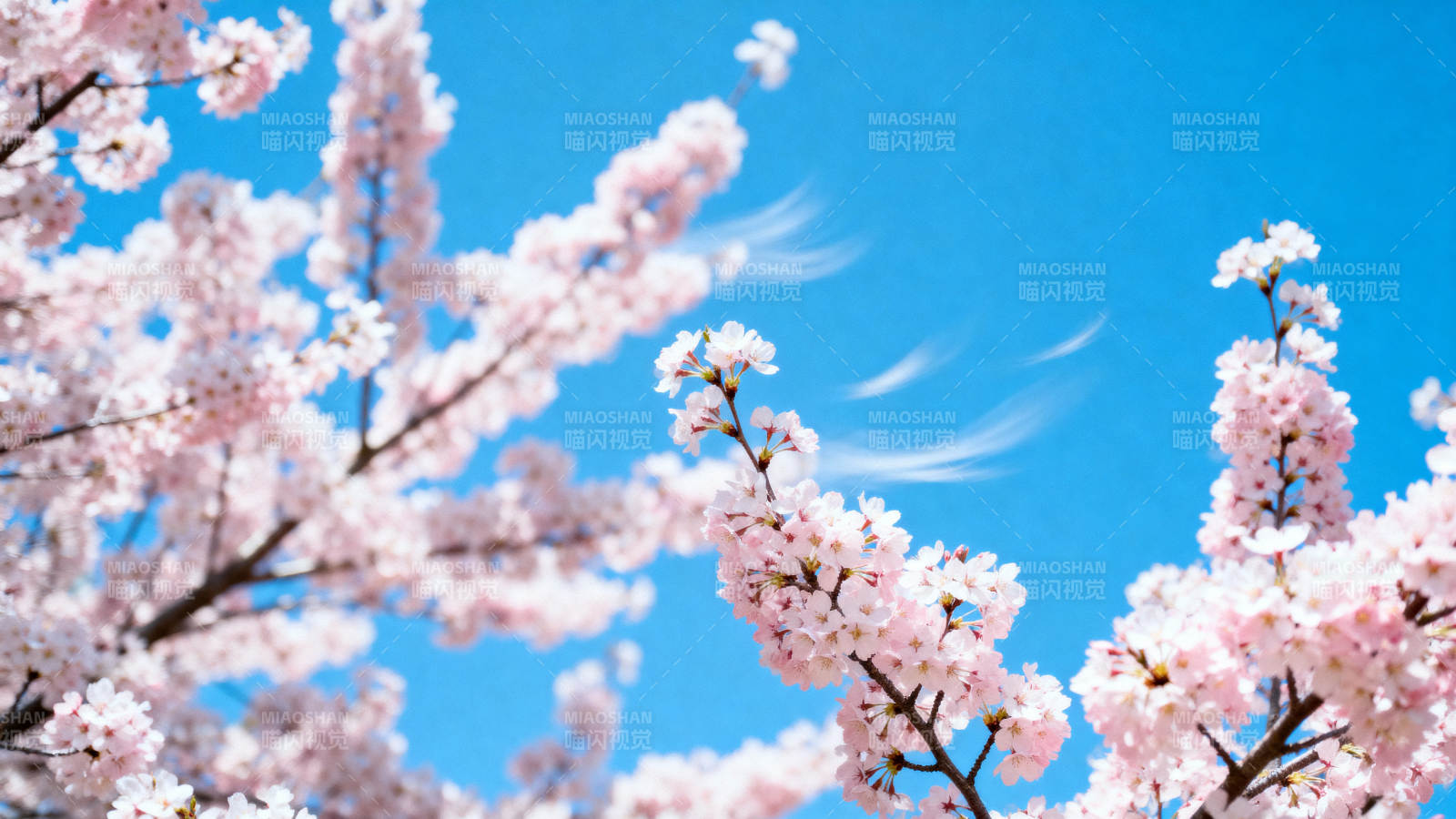 樱花绽放蓝天图片