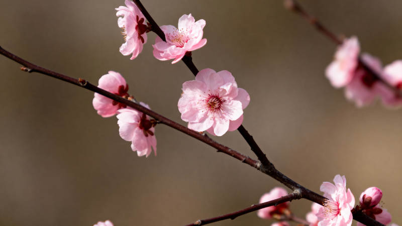 樱花绽放枝头图片