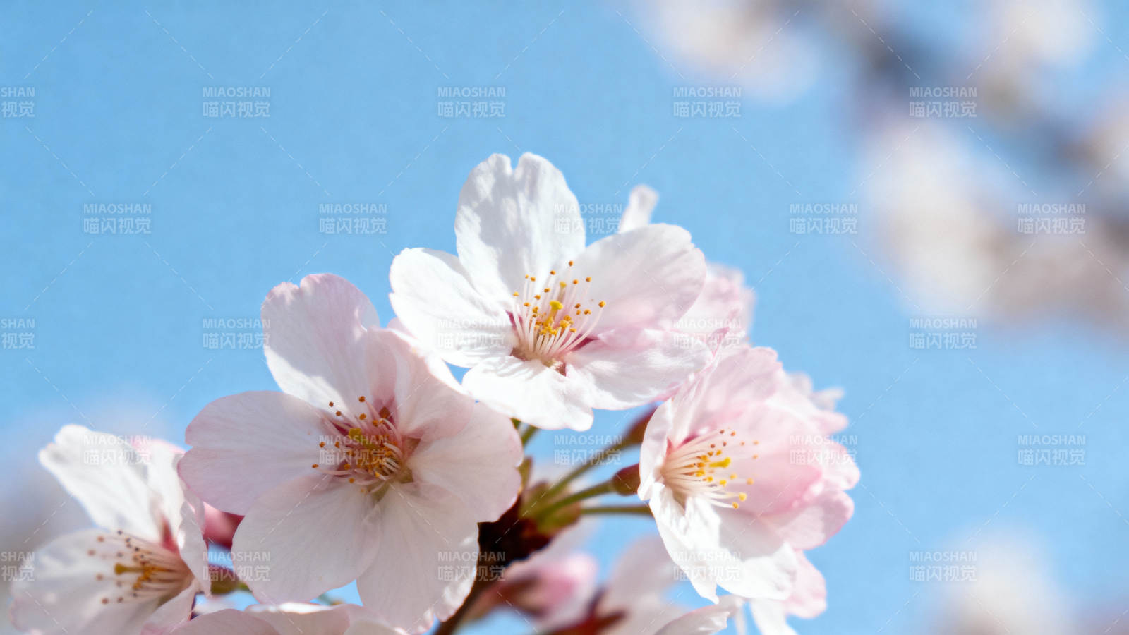樱花绽放春日美景图片
