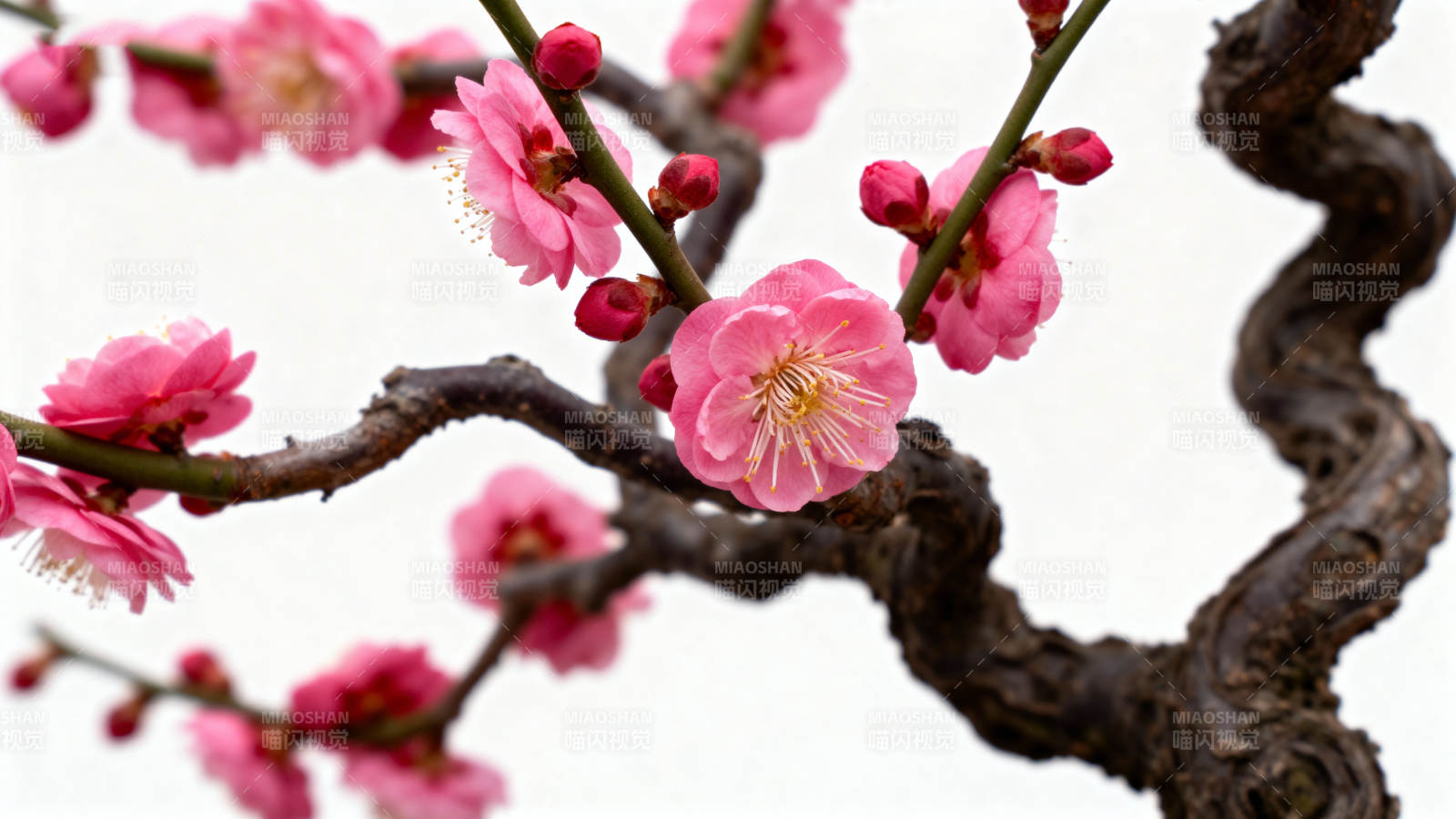 梅花绽放枝头图片