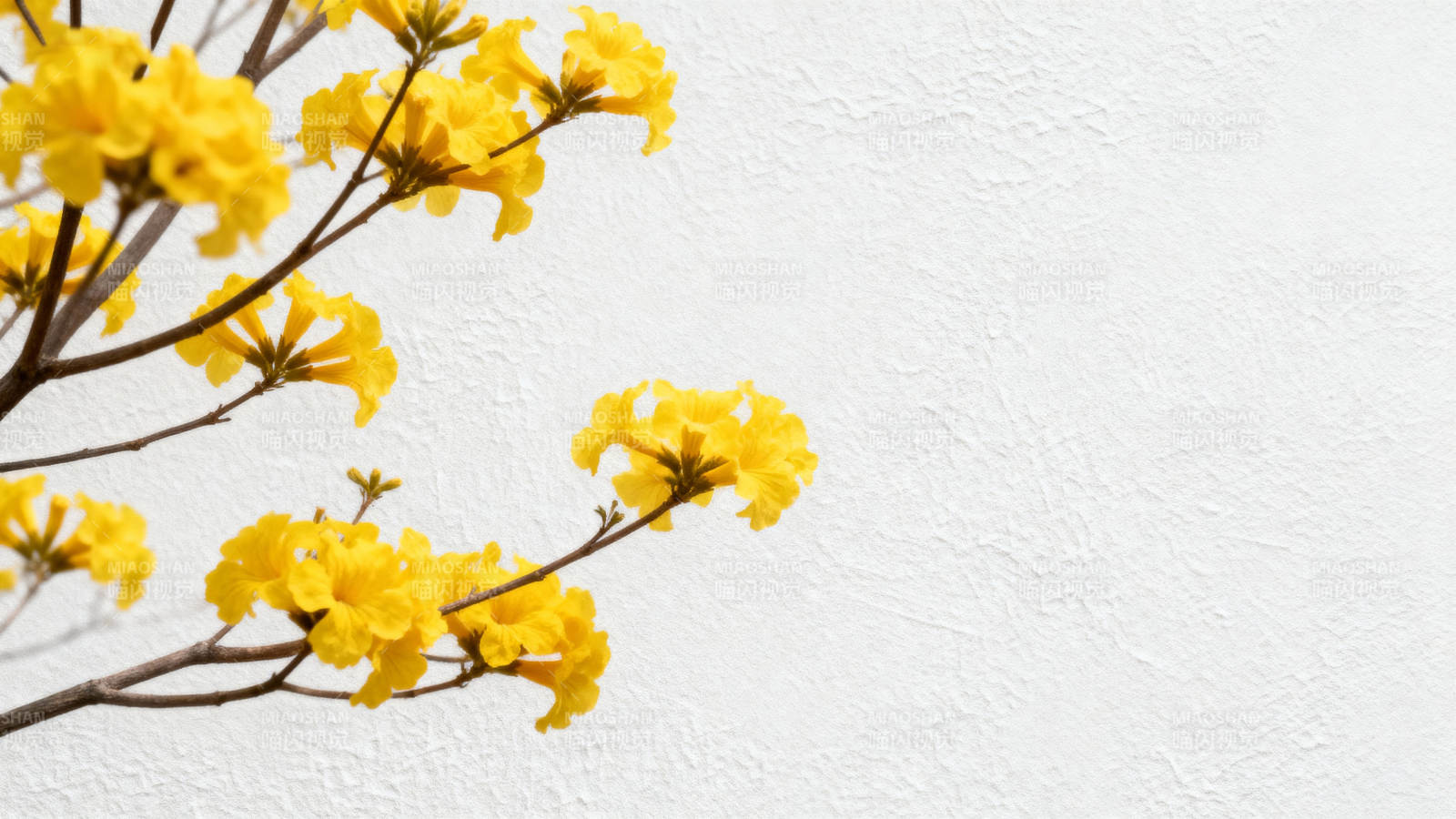 黄花绽放墙边图片