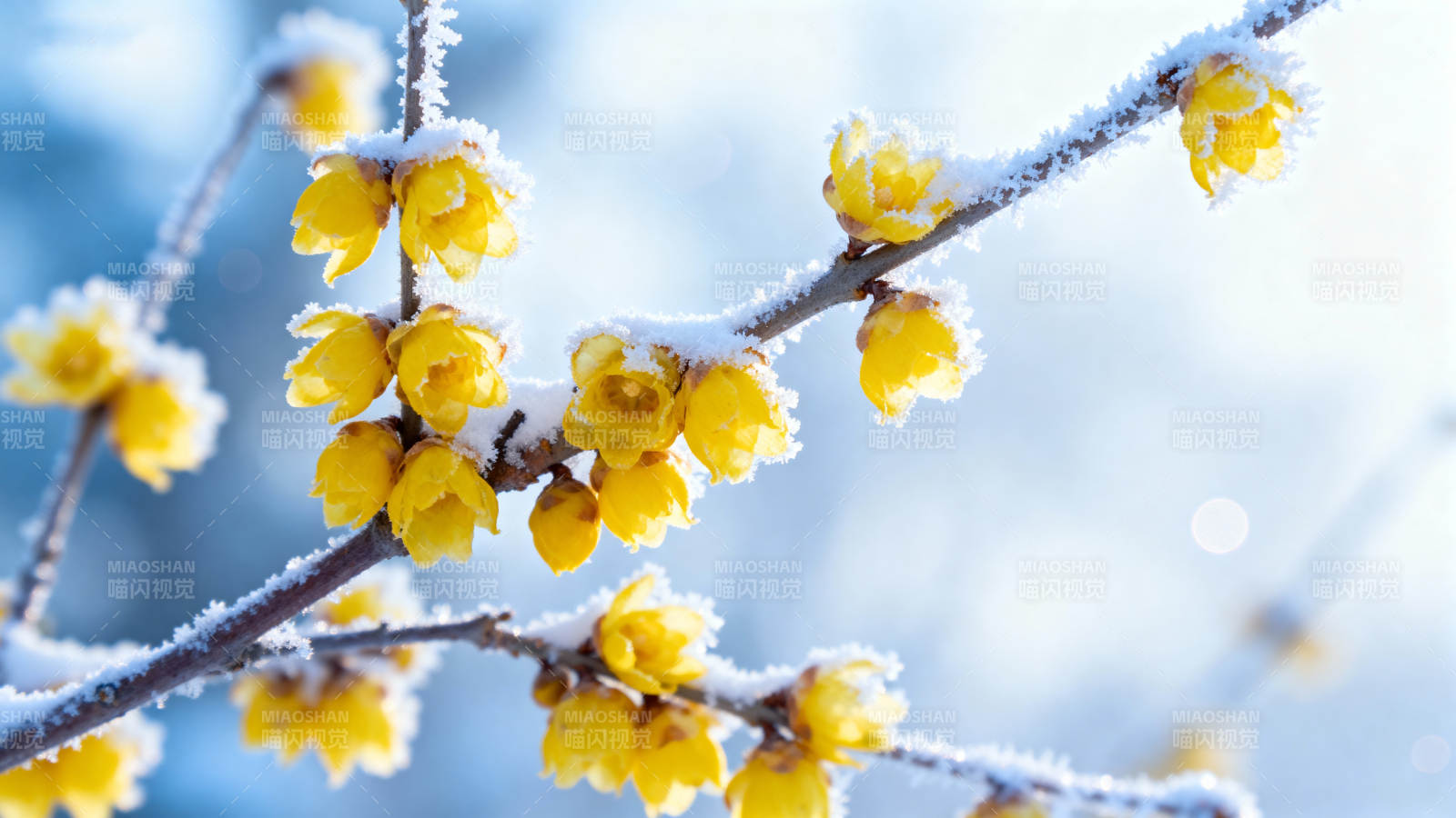 雪中绽放的蜡梅图片