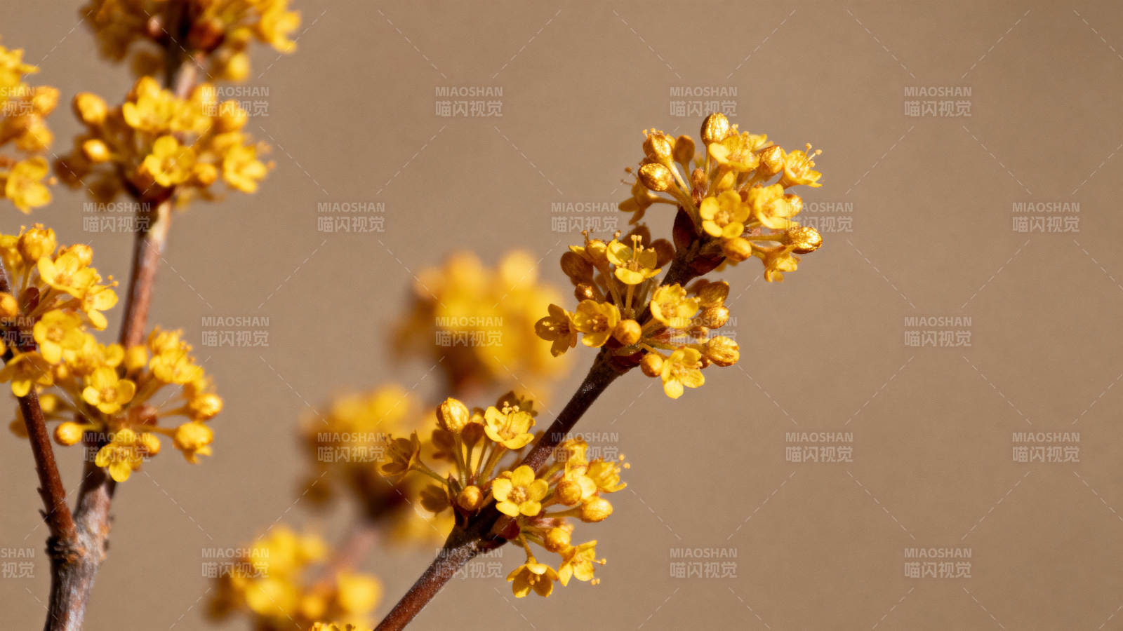 金花绽放枝头图片