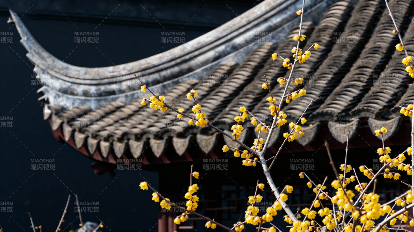 梅枝映古檐图片