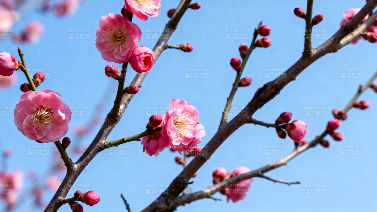 梅花绽放枝头图片