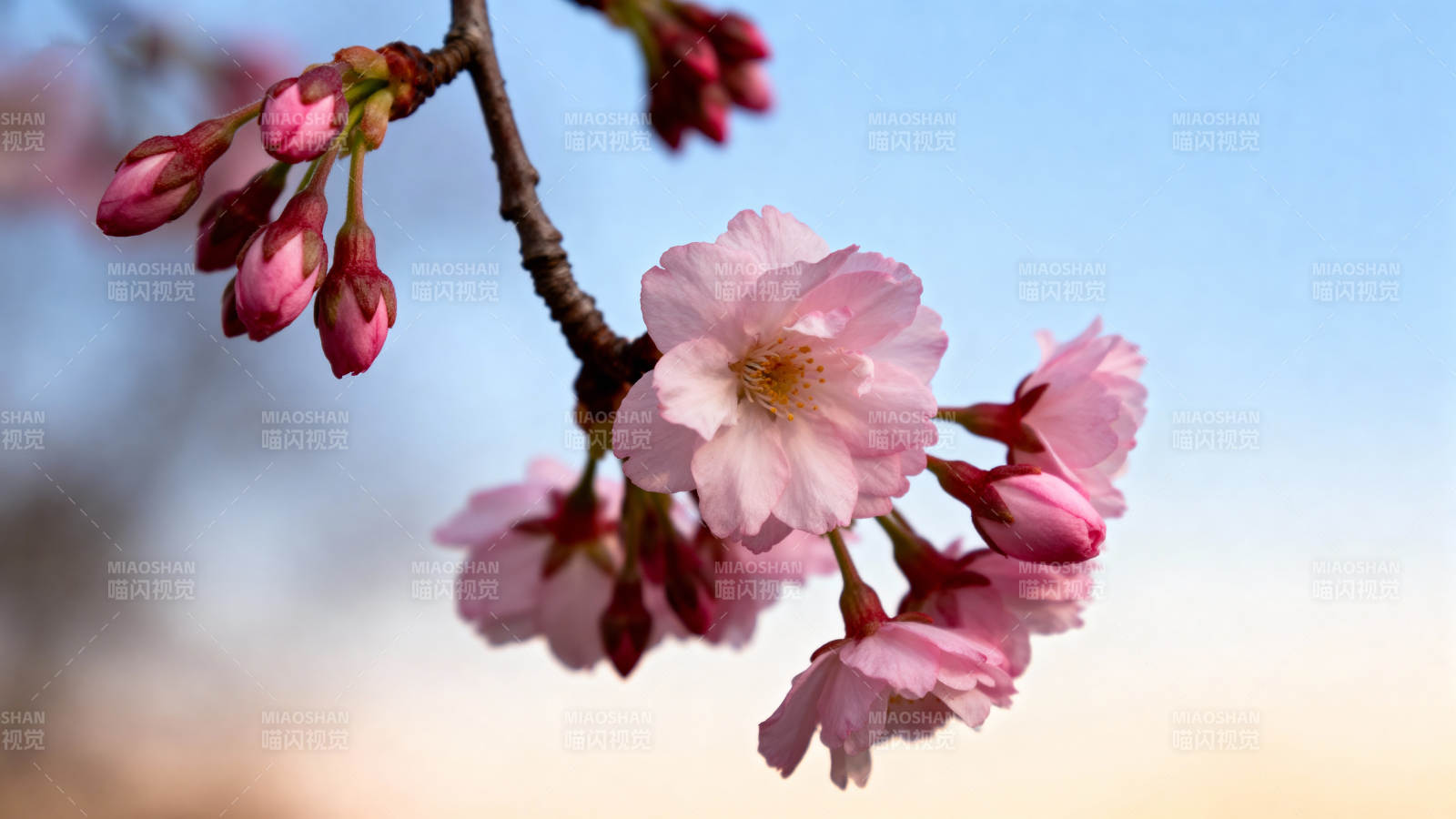 樱花绽放枝头图片