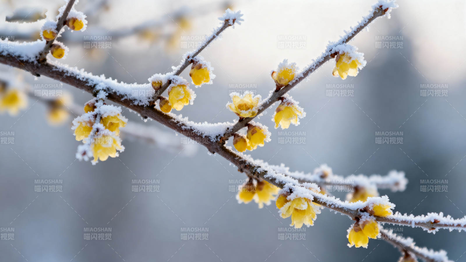 雪中绽放的梅花图片