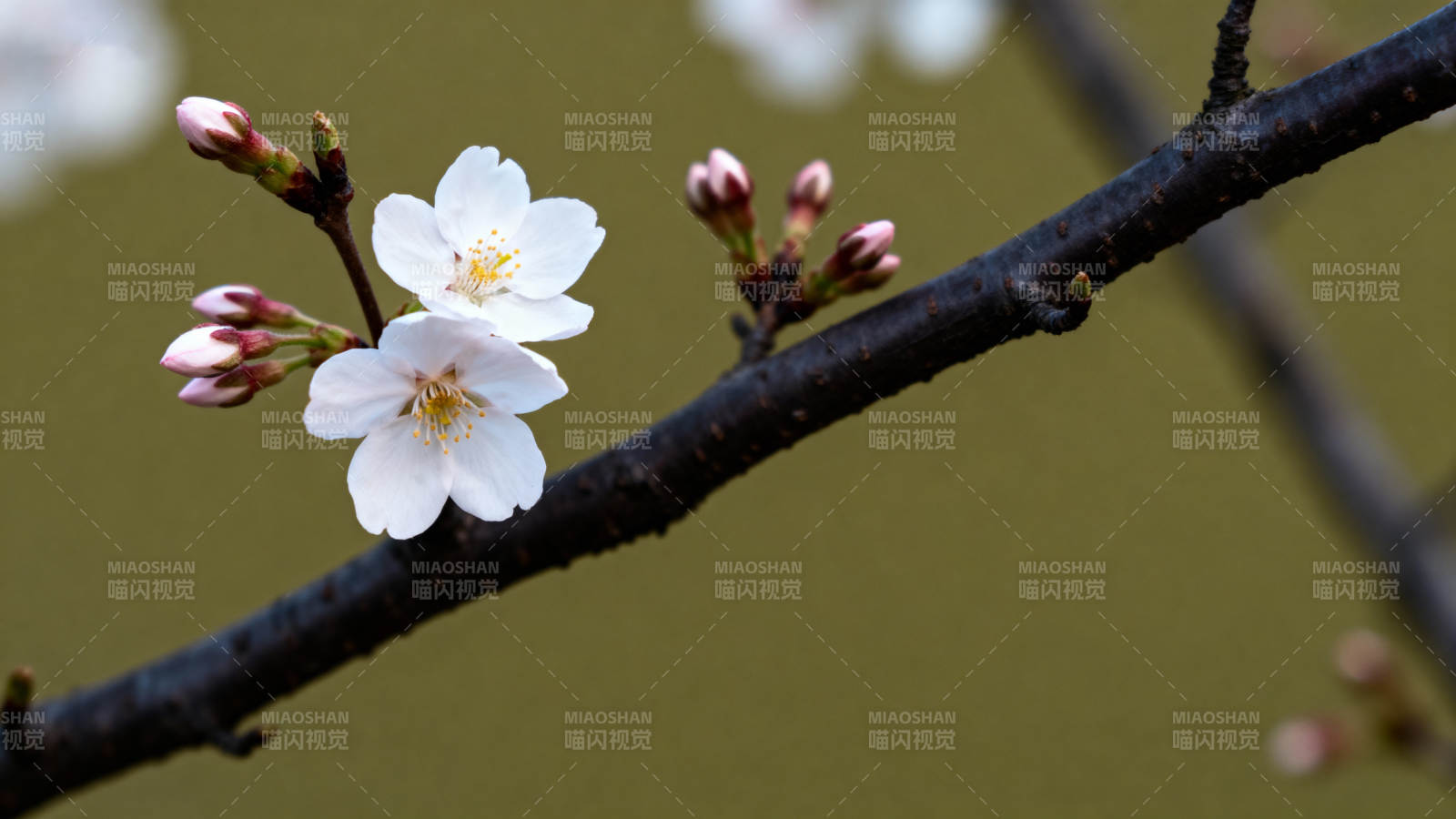 樱花绽放枝头图片