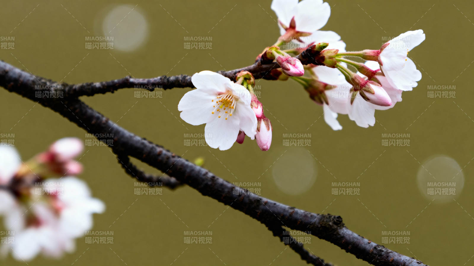 樱花绽放枝头图片