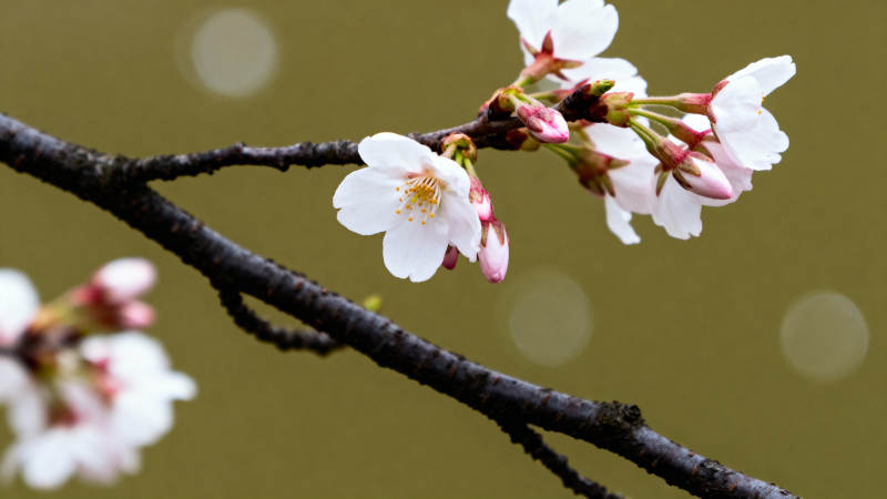 樱花绽放枝头图片